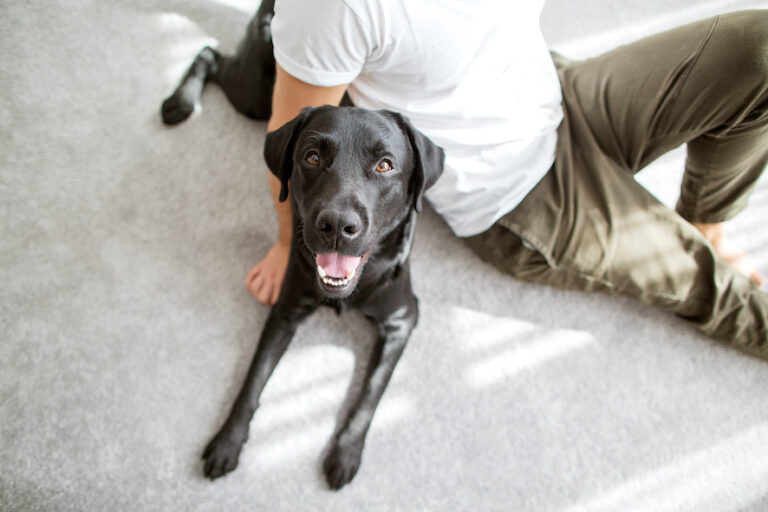 Black dog laying down with owner at his side