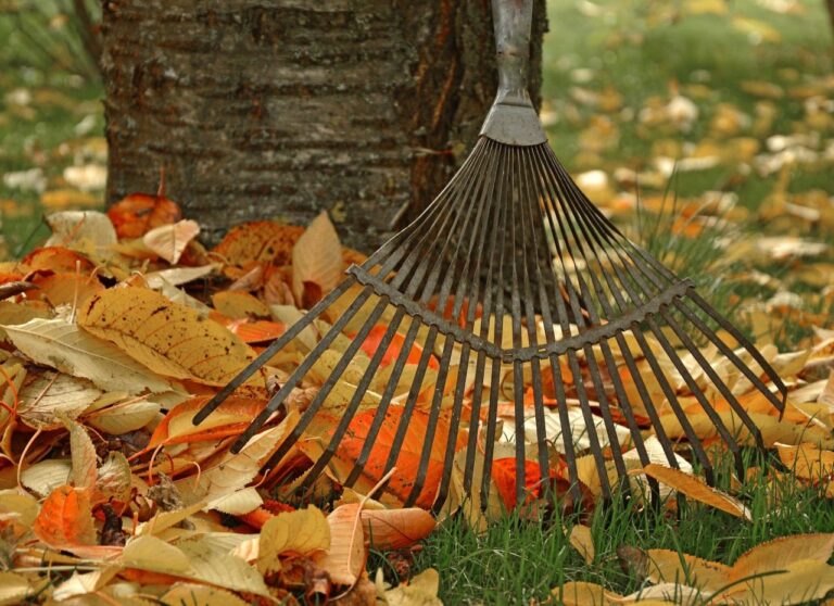 a rake and leaves